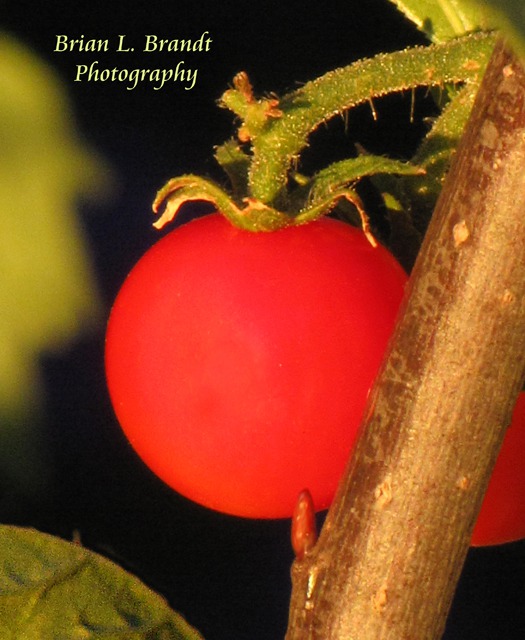 Cherry Tomato