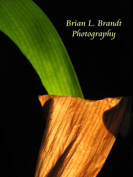 Fresh and Faded Iris Leaves