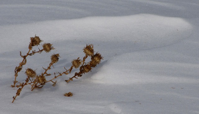 Weed Heads Above the Drifts