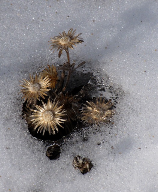 Ice Recedes From a Weed Head