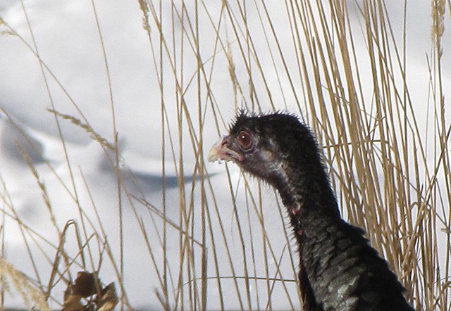 Wild Turkey in the Straw
