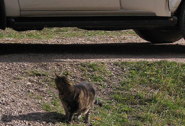 Furry Purry Getting Set for a Hike