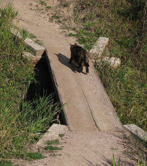 Leesha Crosses the Bridge