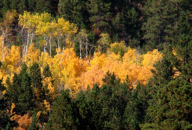 Aspen Patch Above the Lake