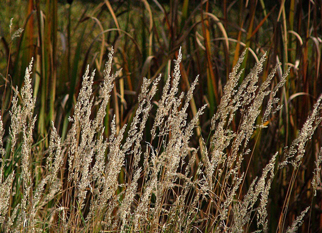 Shore Edge Grasses to Poke Around In