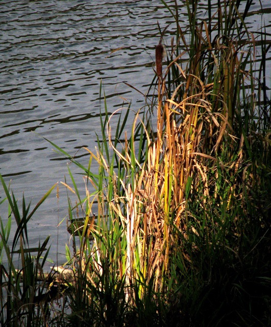 Sun Shaft on Shore Line Grass