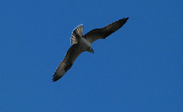Osprey on the Wing Make Furry Purry Nervous