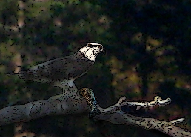 Osprey