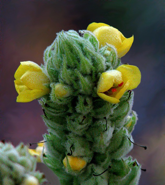 Yellow Flower Trailside Attraction