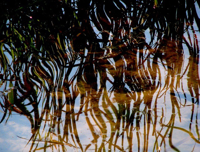 Grass Reflection at Lake's Edge