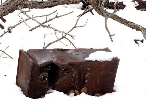 Crumpled Can and Tree Branches