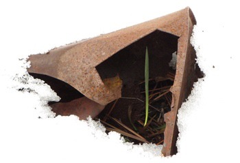 Old Can Shelters New Growth