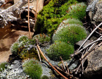 Moss Garden in Bloom