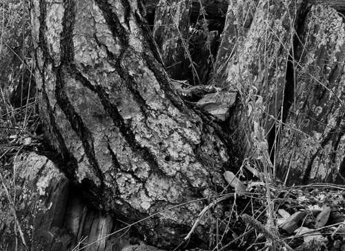 Tree Springs from Rocks Black and White