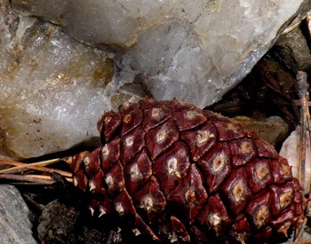 Quartz and Cone Still Life