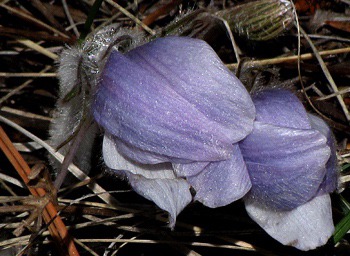 Pasque Flowers (Pulsatilla Mill.) Emerge -- South Dakota's State Flower