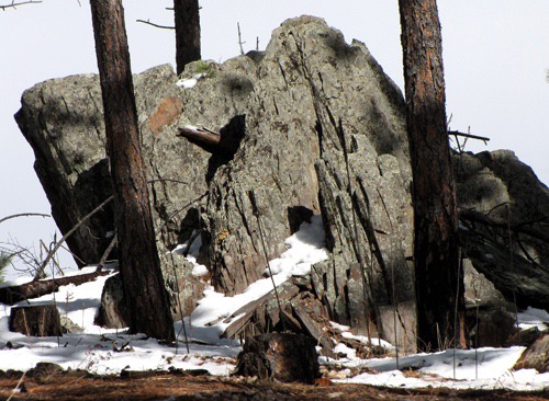 Rock Amid Pines