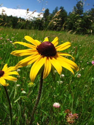 One of Hundreds of Black-Eyed Susans (Rudbeckia hirta)