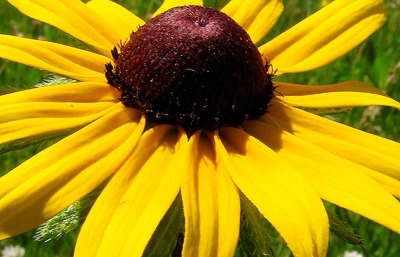 Black-Eyed Susan (Rudbeckia hirta)