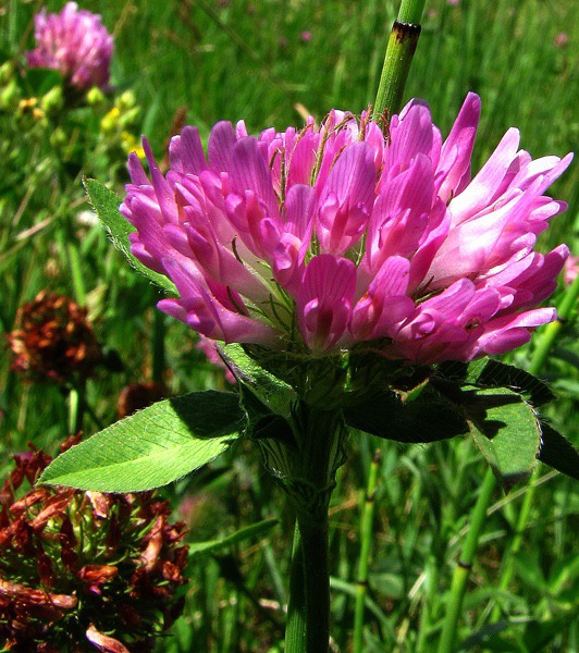 Red Clover (Trifolium pratense)