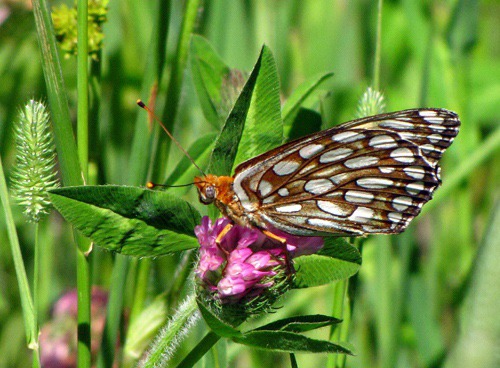 Fritillary (Speyeria) Butterfly on Red Clover (Trifolium pratense)