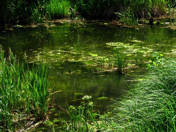 Partly Shaded Pond