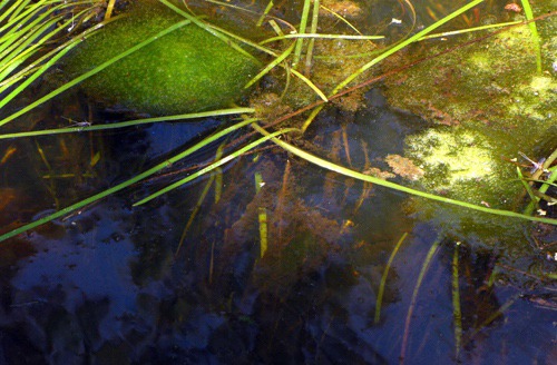 Pond with Reflected Pine and Sky