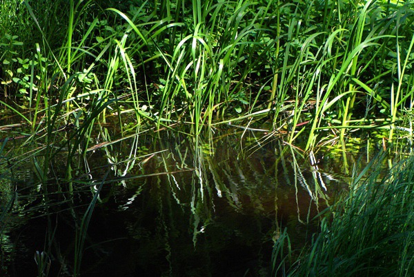 Streamside Grass Reflection