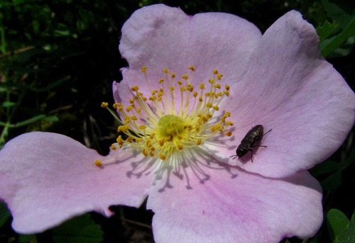 Bug on Prickly Rose (Rosa acicularis)