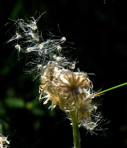 Field Pussytoes (Antennaria neglecta) Shedding