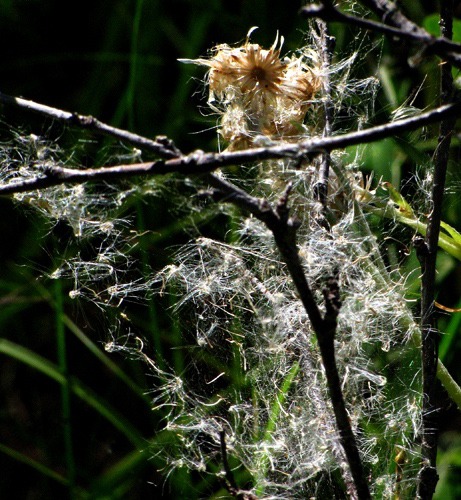 Field Pussytoes (Antennaria neglecta) Froth in a Spider Web