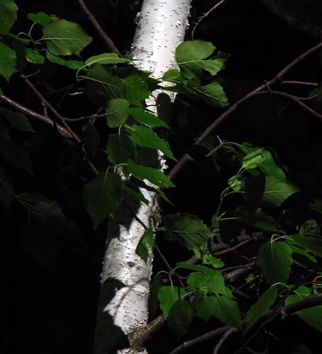 Sun and Shade on Aspen Trunk