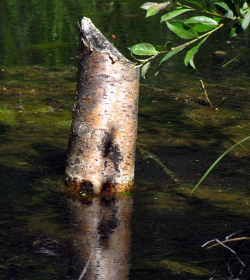 Aspen Ghost of Beaver Past