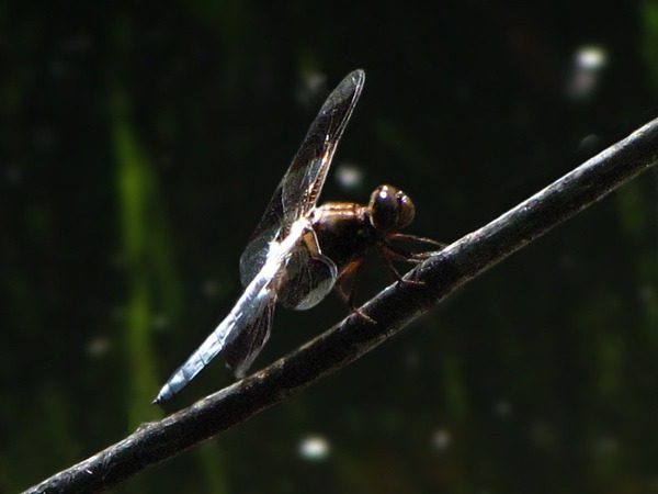 Common Whitetail or Long-tailed Skimmer Dragonfly (Plathemis lydia)