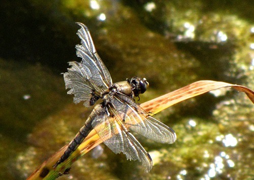 Tattered Dragonfly on Grass Blade