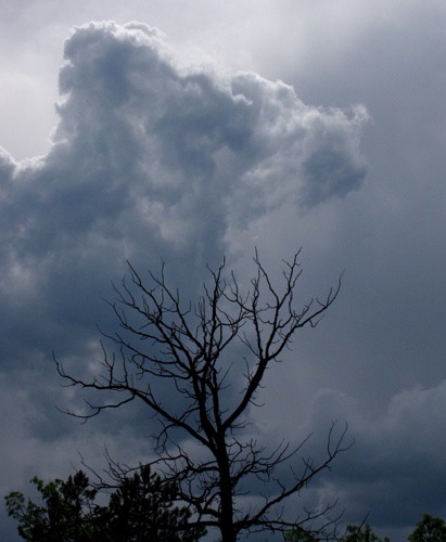 Low Cloud and Dead Tree