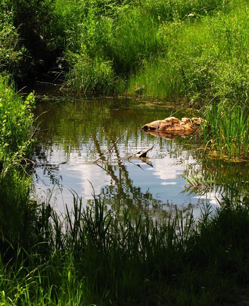 Gathering Cumulus Reflect in Pond