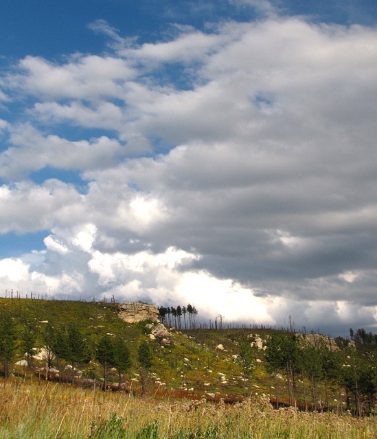 Limestone Cliffs and Surviving Tree Line on Black Hills National Forest Road 372