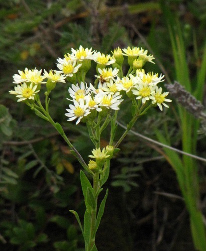 Daisy Fleabane (Erigeron strigosus) along Black Hills National Forest Road 372