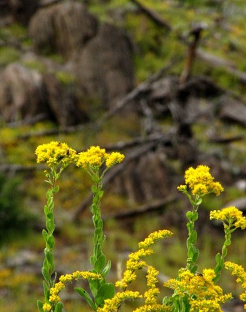 Stiff Goldenrod (Solidago rigida) Against a Hillside on Black Hills National Forest Road 372