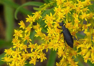Beetle on Giant Goldenrod (Solidago gigantea)