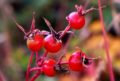 Rose Hips