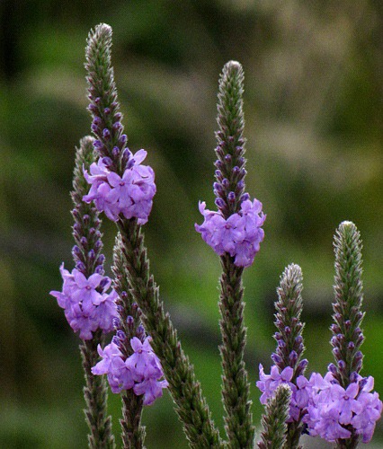 Woolly Vervain (Verbena stricta)
