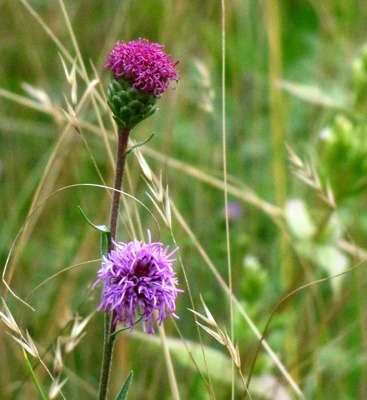 Wild Bergamot or Beebalm (Monarda fistulosa)
