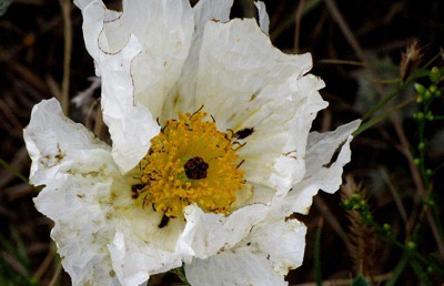 Crested Pricklypoppy (Argemone polyanthemos)