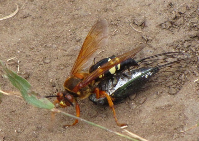 Cicada Killer Wasp (Sphecius speciosus) in Action