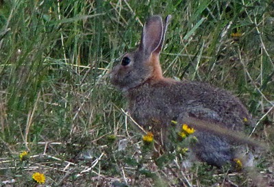 Mountain Cottontail (Sylvilagus nuttallii) Bunny in the Brush