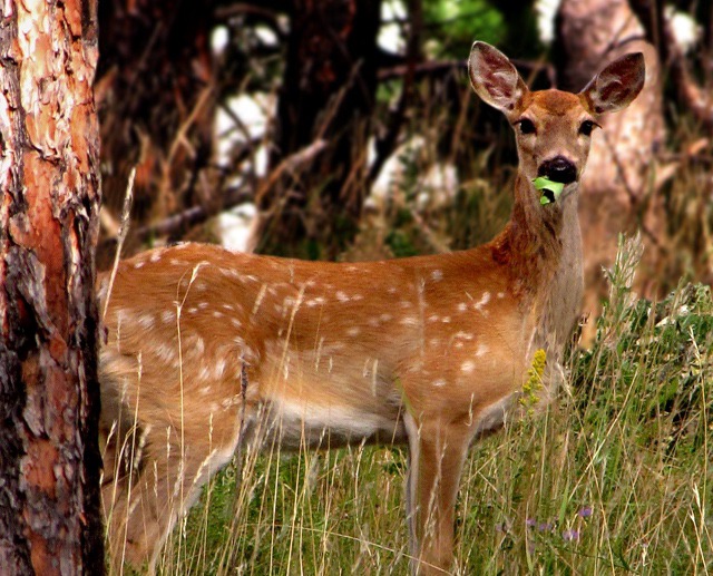 White-tail Fawn (Odocoileus virginianus) Eating a Leaf
