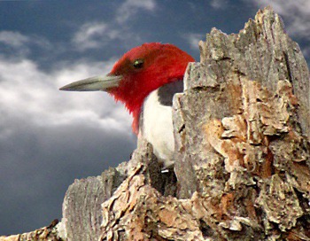 Red-Headed Woodpecker (Melanerpes erythrocephalus)