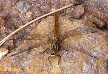 Quizzical Four-spotted Skimmer Dragonfly (Libellula quadrimaculata) on Roadside Rock